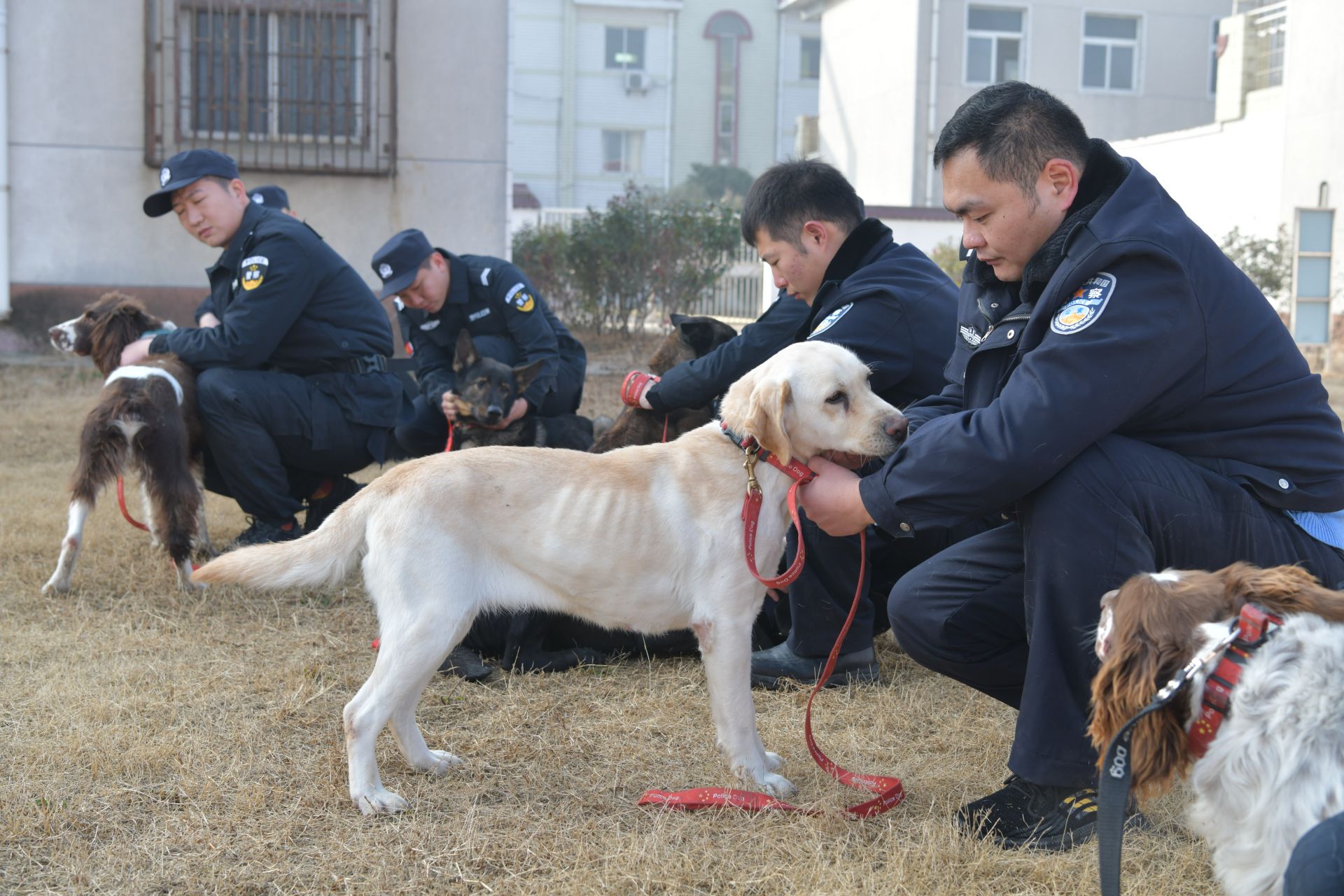 这只拉布拉多犬名叫"奥迪",4岁了,是一只搜毒犬,训导员宋长斌说它十分