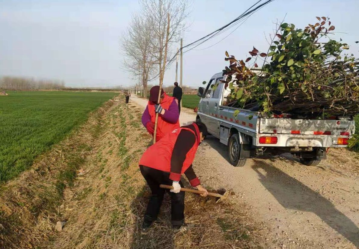 村民植树趁春光
