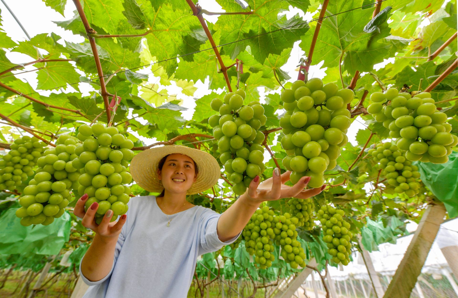 五河县大新镇韩台村葡萄丰收