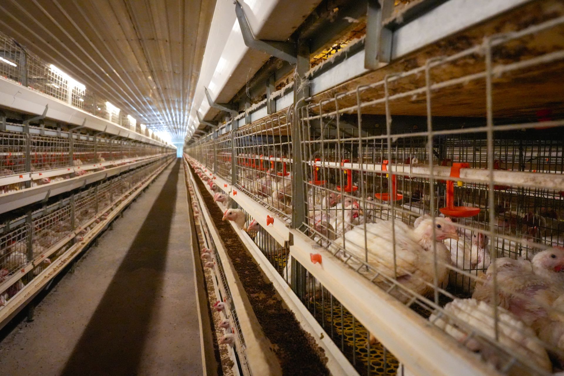 固镇县挖掘肉鸡产业潜力写活畜头肉尾文章